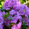 Purple Blue Rhododendron Live Plant Shrubs - Fragrant Azalea Bushes for Outdoor Planting