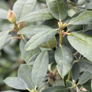 Purple Blue Rhododendron Live Plant Shrubs - Fragrant Azalea Bushes for Outdoor Planting