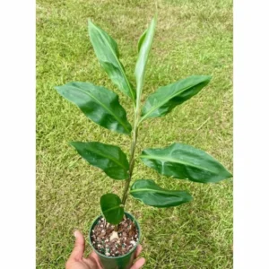 Awapuhi Shampoo Ginger Plant Live 4-7 Inch Pinecone Ginger Home Garden