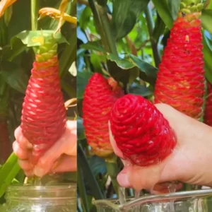 Awapuhi Shampoo Ginger Plant Live 4-7 Inch Pinecone Ginger Home Garden