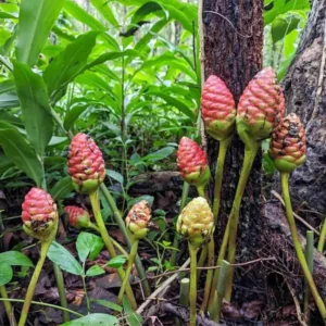Awapuhi Shampoo Ginger Plant Live 4-7 Inch Pinecone Ginger Home Garden