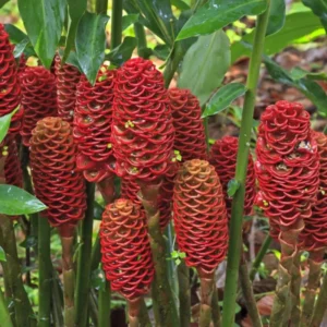Shampoo Ginger Plants Live - 2 Awapuhi Pinecone Seedlings 4-9 Inch Tall - Outdoor Planting