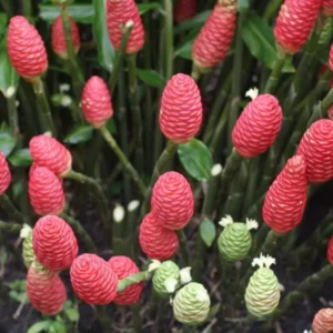 Shampoo Ginger Plants Live - 2 Awapuhi Pinecone Seedlings 4-9 Inch Tall - Outdoor Planting