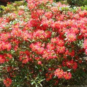 Reddish-Orange Rhododendron Live Plant - Fragrant Azalea Bush for Outdoor Planting