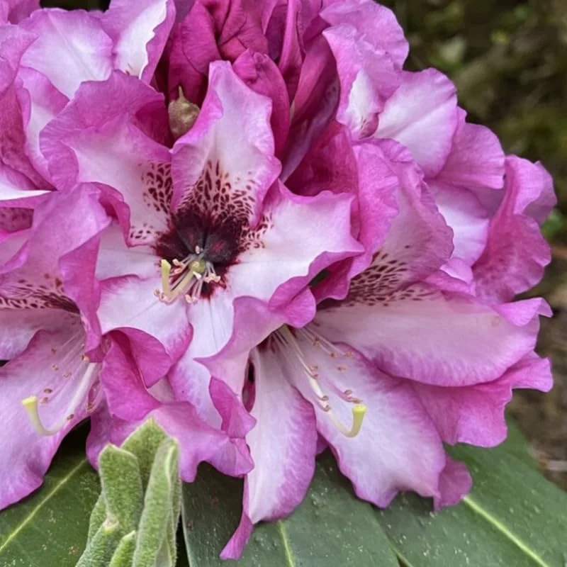 Rich Purple Rhododendron Live Plant Shrubs - Fragrant Azalea Bushes Ready To Plant