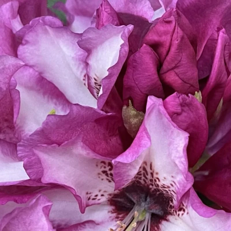 Rich Purple Rhododendron Live Plant Shrubs - Fragrant Azalea Bushes Ready To Plant