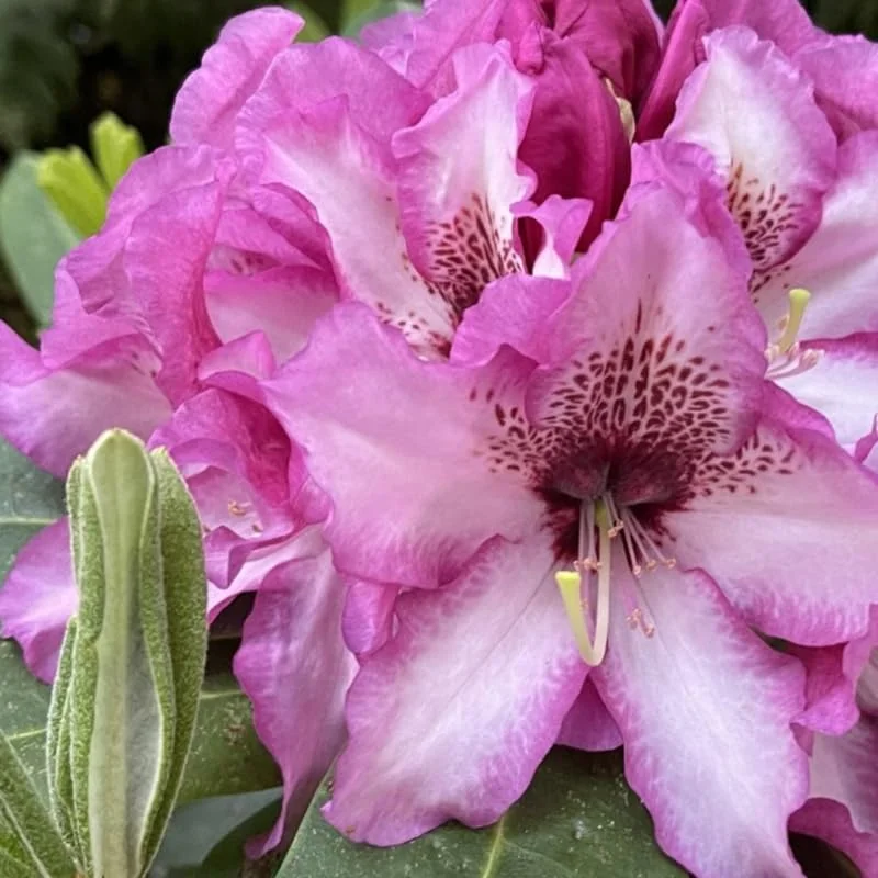 Rich Purple Rhododendron Live Plant Shrubs - Fragrant Azalea Bushes Ready To Plant