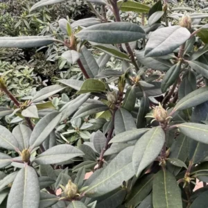 Rich Purple Rhododendron Live Plant Shrubs - Fragrant Azalea Bushes Ready To Plant