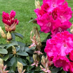 Red Pink Rhododendron Live Plant - Azalea Bush - Ready To Plant
