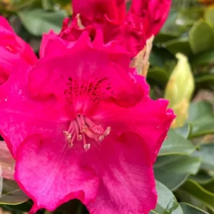 Red Pink Rhododendron Live Plant - Azalea Bush - Ready To Plant