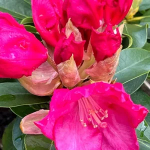 Red Pink Rhododendron Live Plant - Azalea Bush - Ready To Plant