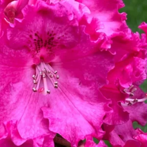 Red Pink Rhododendron Live Plant - Azalea Bush - Ready To Plant