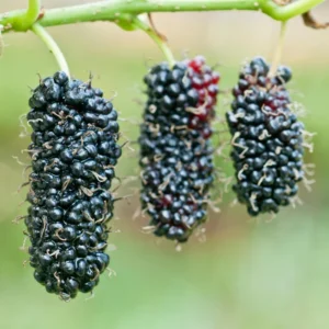 Pakistan Mulberry Tree Starter Plant - Edible Fruit - 6-8 Inches Live Plant