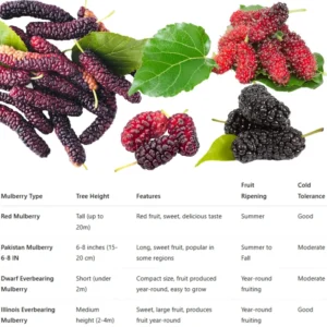 Pakistan Mulberry Tree Starter Plant - Edible Fruit - 6-8 Inches Live Plant