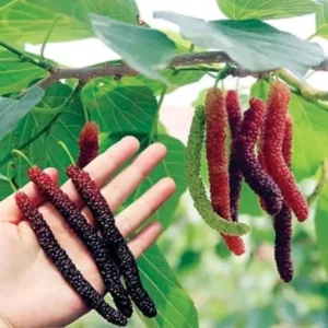 Pakistan Mulberry Tree Starter Plant - Edible Fruit - 6-8 Inches Live Plant