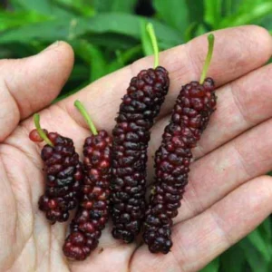 Pakistan Mulberry Tree Starter Plant - Edible Fruit - 6-8 Inches Live Plant