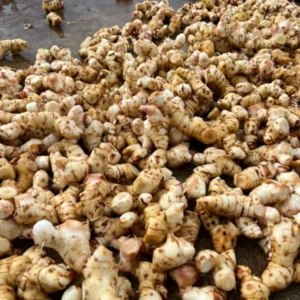 Thai Ginger Plants - 2 Galanga Live Herb Plants - Starter Plants