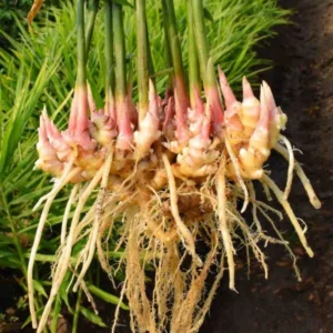 Thai Ginger Plants - 2 Galanga Live Herb Plants - Starter Plants