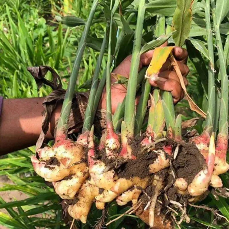 Thai Ginger Plants - 2 Galanga Live Herb Plants - Starter Plants