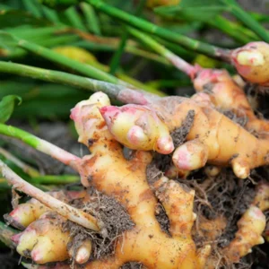 Galanga Thai Ginger Live Plants - 4 Starter Herb Plants - 5-6 Inch Tall