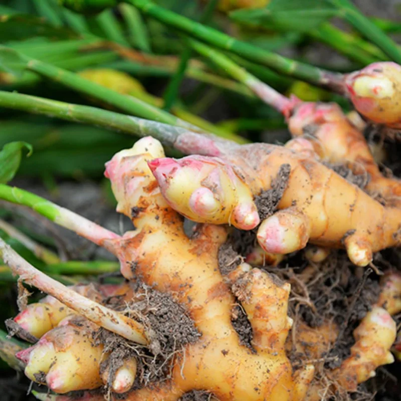 Galanga Thai Ginger Live Plants - 4 Starter Herb Plants - 5-6 Inch Tall