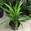 Pandan Plant - Fragrant Leaf Starter Plant Clump, 4-6 Inches Tall