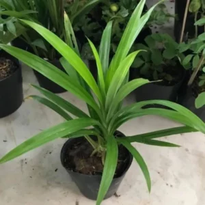 Pandan Plant - Fragrant Leaf Starter Plant Clump, 4-6 Inches Tall