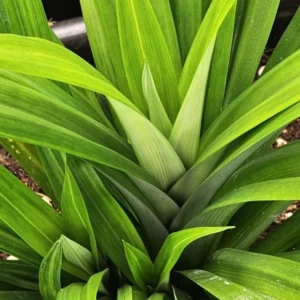 Pandan Plant - Fragrant Leaf Starter Plant Clump, 4-6 Inches Tall