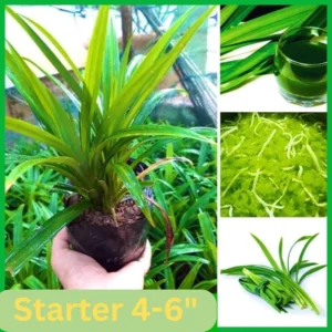 Pandan Plant - Fragrant Leaf Starter Plant Clump, 4-6 Inches Tall