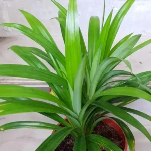Pandan Plants - 2 Live Plants Fragrant Leaf Outdoor Planting Zones 9-11