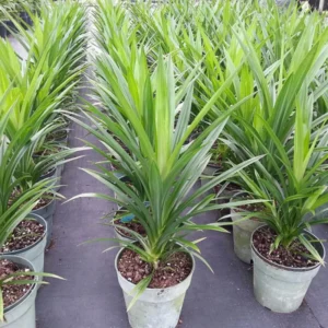 Pandan Plants - 2 Live Plants Fragrant Leaf Outdoor Planting Zones 9-11