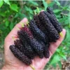 Pakistan Mulberry Tree Live Plant - Edible Berry Seedlings 4-8 Inch