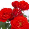Red Sunrosa Mini Rose Live Plants Bush Set - Outdoor Roses, 4-10 Inch, Cold Hardy