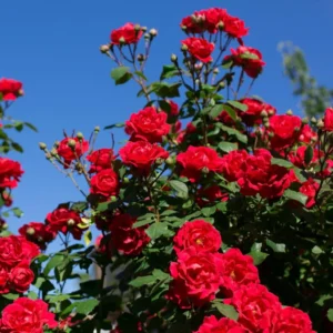 Red Sunrosa Mini Rose Live Plants Bush Set - Outdoor Roses, 4-10 Inch, Cold Hardy