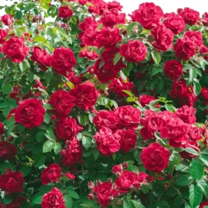Red Sunrosa Mini Rose Live Plants Bush Set - Outdoor Roses, 4-10 Inch, Cold Hardy
