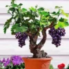 Muscadine Grape Vines - Sweet Fruit Vine for Outdoor Growing - 5-6 Inch Plant