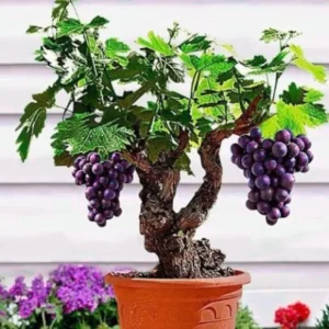 Muscadine Grape Vines - Sweet Fruit Vine for Outdoor Growing - 5-6 Inch Plant