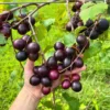 Grape Muscadine Tree Live Plant - Starter Plant 4-7 Inches Well-Rooted
