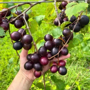 Grape Muscadine Tree Live Plant - Starter Plant 4-7 Inches Well-Rooted