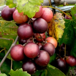 Grape Muscadine Tree Live Plant - Starter Plant 4-7 Inches Well-Rooted