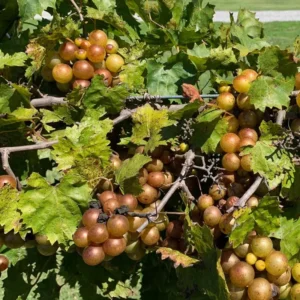 Grape Muscadine Tree Live Plant - Starter Plant 4-7 Inches Well-Rooted