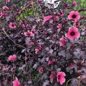 Cranberry Hibiscus Tree Live Plant Set - 4-7 Inch Well-Rooted Outdoor Plants
