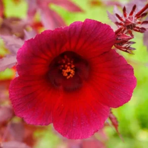 Cranberry Hibiscus Tree Live Plant Set - 4-7 Inch Well-Rooted Outdoor Plants