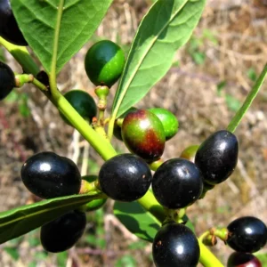 Bay Leaf Tree Live Plant - Laurus Nobilis - 6 Months Old - Cold Hardy Herb