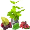 Illinois Everbearing Mulberry Tree Starter Plant - 6-8 Inches Tall - Edible Fruit