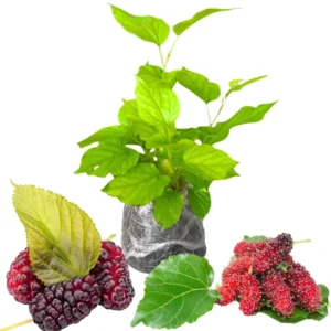 Illinois Everbearing Mulberry Tree Starter Plant - 6-8 Inches Tall - Edible Fruit