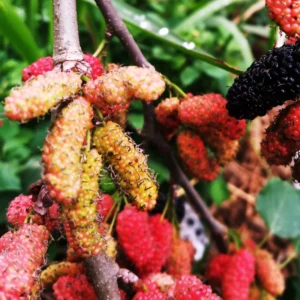 Illinois Everbearing Mulberry Tree Starter Plant - 6-8 Inches Tall - Edible Fruit