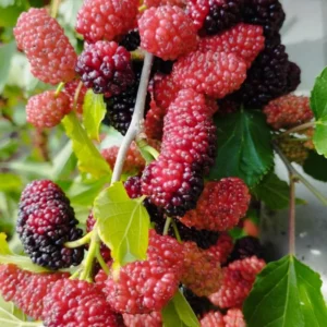 Illinois Everbearing Mulberry Tree Starter Plant - 6-8 Inches Tall - Edible Fruit