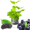 Everbearing Mulberry Tree Live Plant - Edible Berry Seedlings, Outdoor Planting