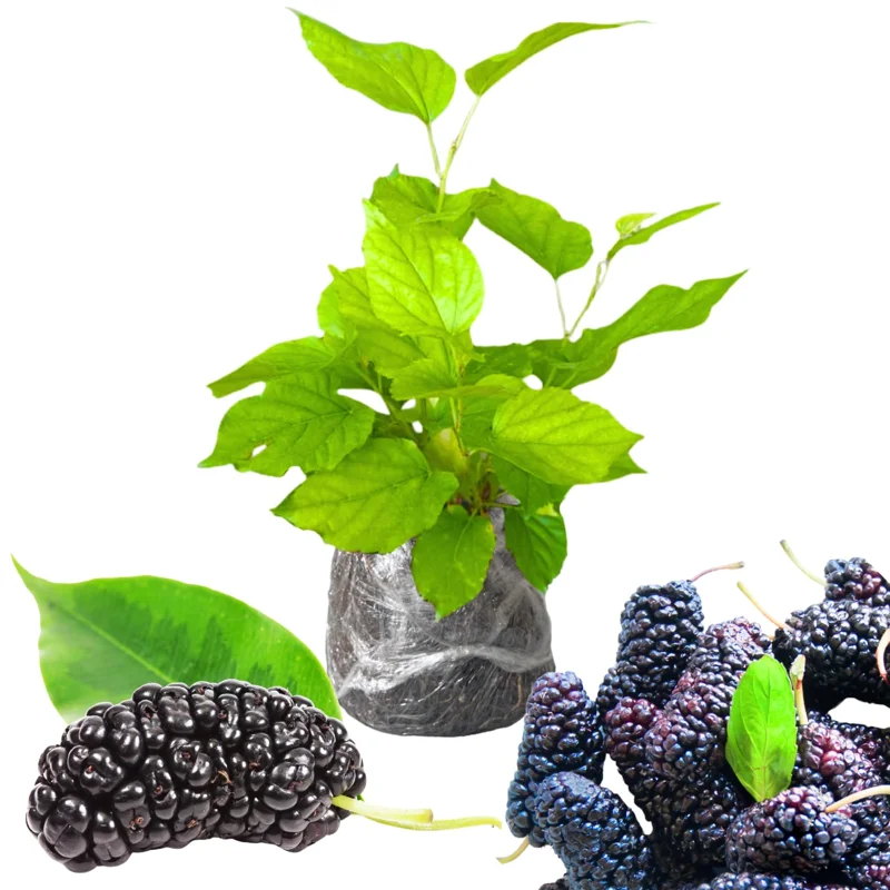 Everbearing Mulberry Tree Live Plant - Edible Berry Seedlings, Outdoor Planting